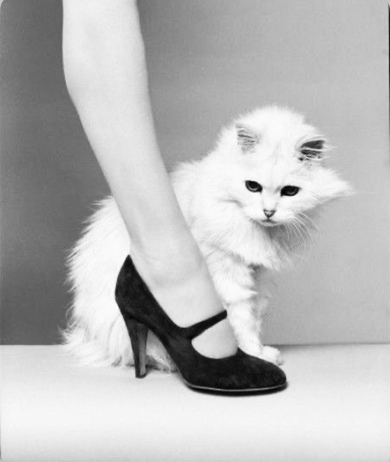 White long-haired cat beside a black high heel